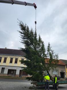 Stavění vánočního stromku